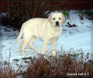 Joyful Lab's Bombastic Boy