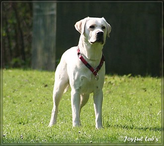 Joyful Lab's B -chen Begleithundetraining