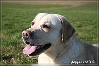 Joyful Lab's Adventure Boy "Henry"