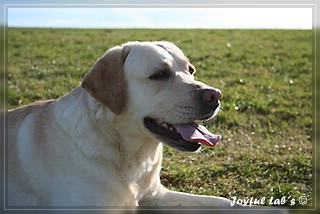 Joyful Lab's Adventure Boy "Henry"