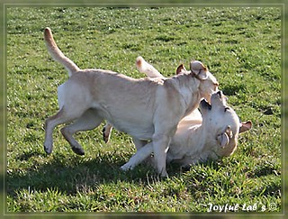 Joyful Labs