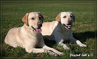 Joyful Labs