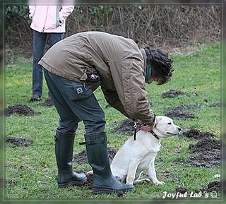 Welpentraining der Joyful Lab's B -chen