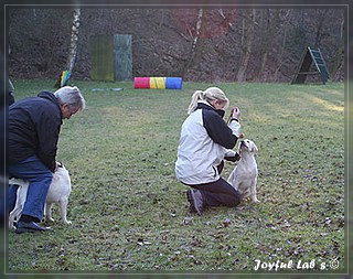 Welpentraining der Joyful Lab's B -chen