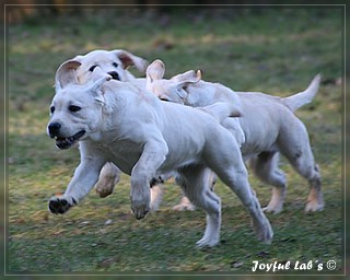 Welpentraining der Joyful Lab's B -chen