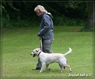 Junghundetraining der Joyful Labs B chen