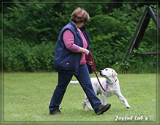 Junghundetraining der Joyful Labs B chen