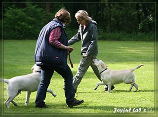 Junghundetraining der Joyful Labs B chen