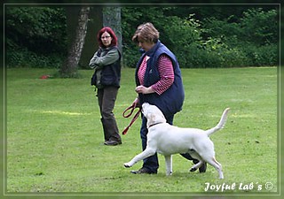 Junghundetraining der Joyful Labs B chen