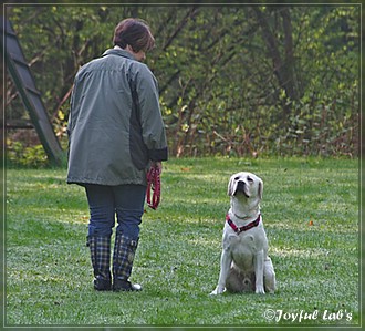 Joyful Lab's B -chen Begleithundetraining