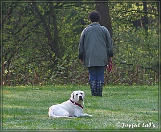 Joyful Lab's B -chen Begleithundetraining