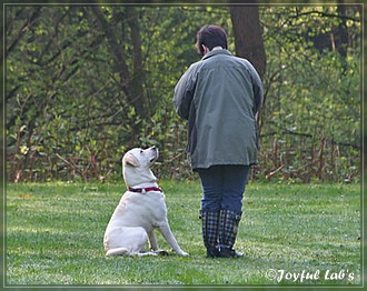 Joyful Lab's B -chen Begleithundetraining