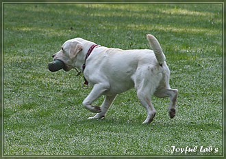 Joyful Lab's B -chen Begleithundetraining