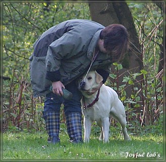 Joyful Lab's B -chen Begleithundetraining