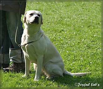 Joyful Lab's B -chen Begleithundetraining