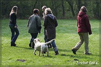 Joyful Lab's B -chen Begleithundetraining