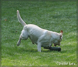 Joyful Lab's B -chen Begleithundetraining