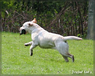 Joyful Lab's B -chen Begleithundetraining