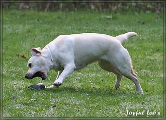 Joyful Lab's B -chen Begleithundetraining