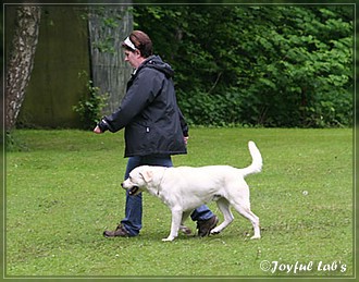 Joyful Lab's Begleithundeprfung