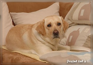 Joyful Lab's Amiable Girl "Jule"