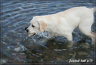 Joyful Lab's Bring Back Boy