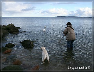 Joyful Lab's Bring Back Boy