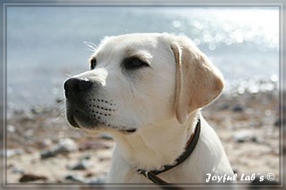 Joyful Lab's Bring Back Boy