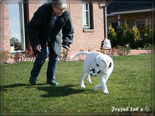 Joyful Lab's Bring Back Boy