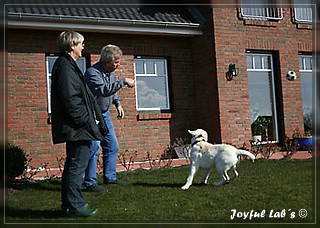 Joyful Lab's Bring Back Boy