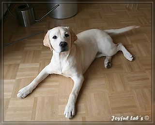 Joyful Labs Brilliant Girl