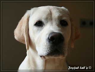 Joyful Labs Brilliant Girl