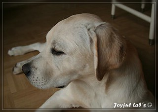 Joyful Labs Brilliant Girl