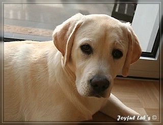 Joyful Labs Brilliant Girl