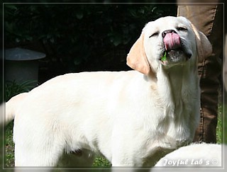 Joyful Lab's Bombastic Boy