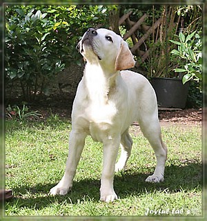 Joyful Lab's Bombastic Boy