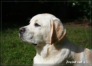 Joyful Lab's Bombastic Boy