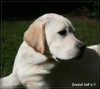 Joyful Lab's Bombastic Boy