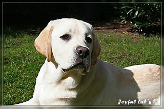 Joyful Lab's Bombastic Boy