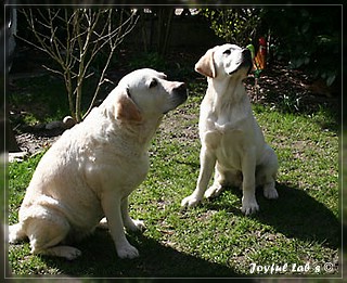 Joyful Lab's Bombastic Boy