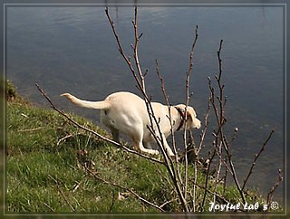 Joyful Lab's Bubbly Girl