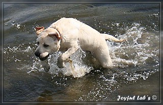 Joyful Lab's Bubbly Girl