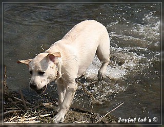 Joyful Lab's Bubbly Girl