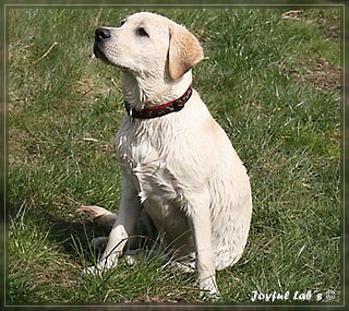 Joyful Lab's Bubbly Girl