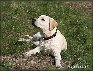 Joyful Lab's Bubbly Girl