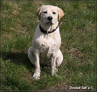 Joyful Lab's Bubbly Girl