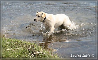 Joyful Lab's Bubbly Girl