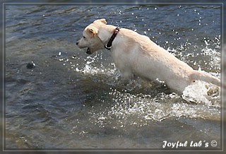 Joyful Lab's Bubbly Girl