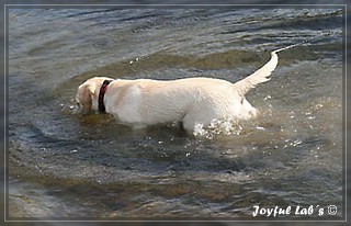 Joyful Lab's Bubbly Girl