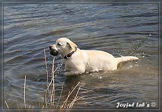 Joyful Lab's Bubbly Girl